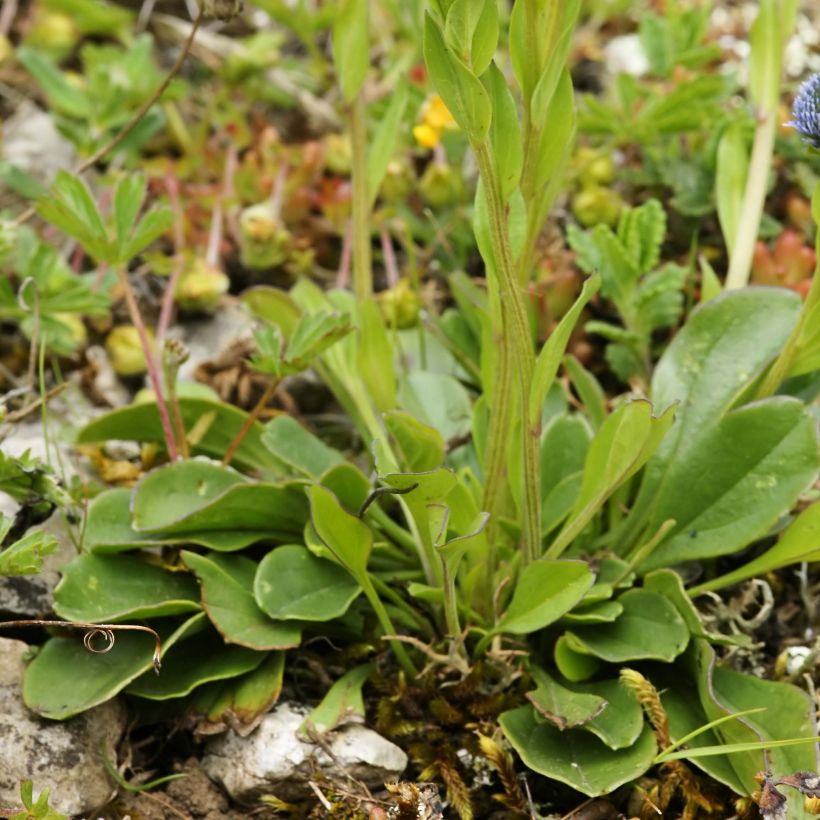 Globularia punctata - Globularia punteggiata (Fogliame)