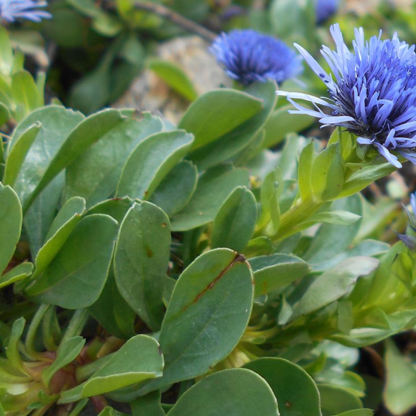 Globularia trichosantha (Fogliame)