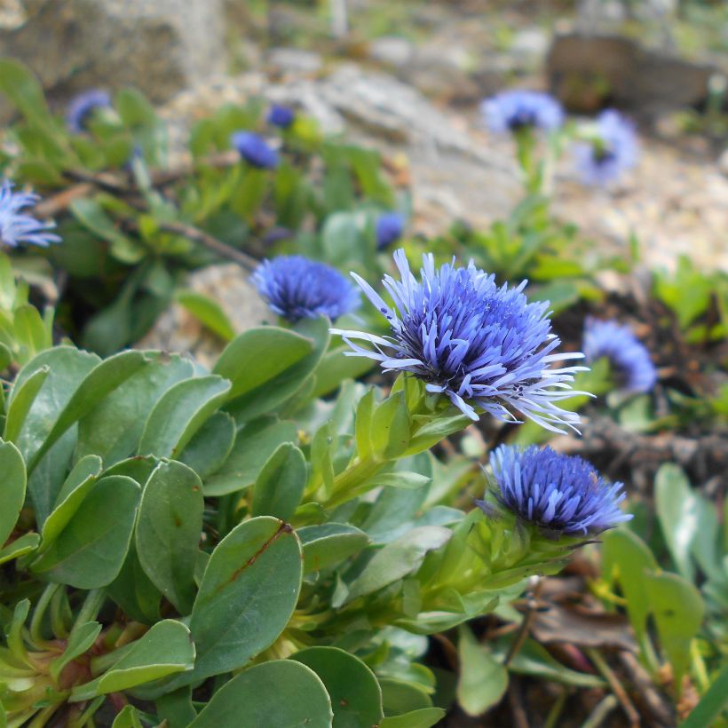 Globularia trichosantha (Fioritura)