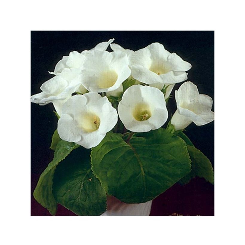 Gloxinia speciosa Mont Blanc (Fioritura)