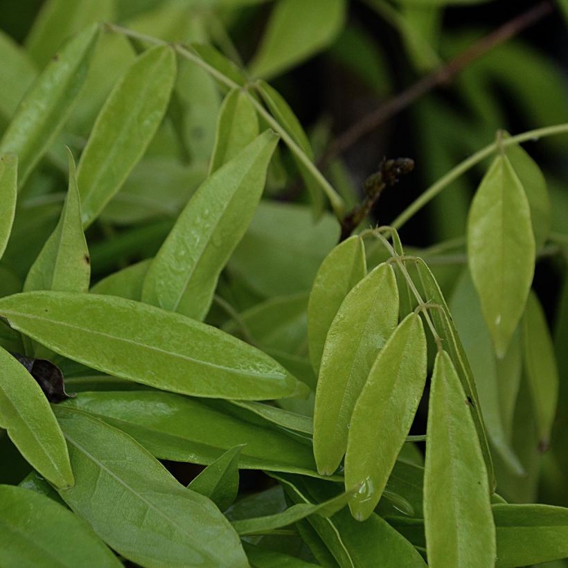 Millettia japonica Satsuma (Fogliame)