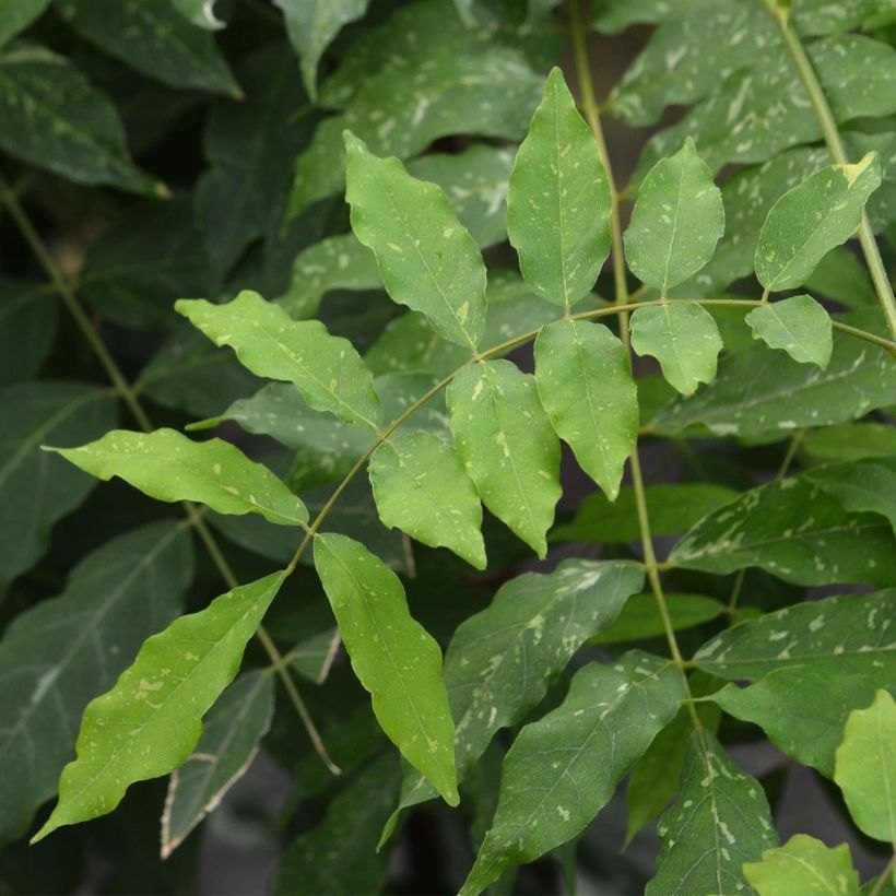 Wisteria floribunda Variegata - Glicine (Fogliame)