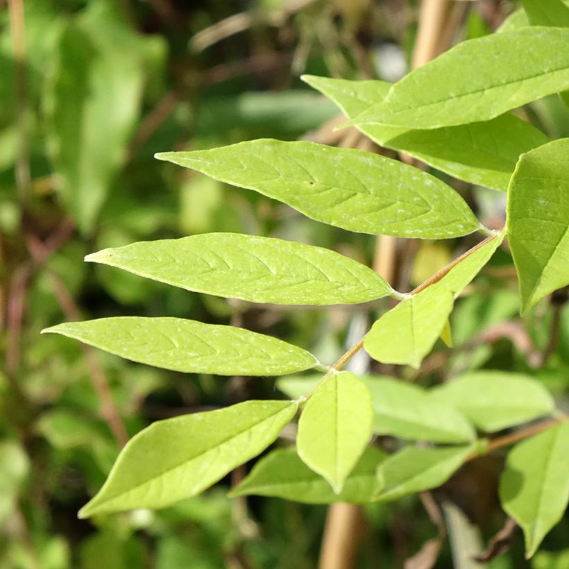 Wisteria frutescens - Glicine americano (Fogliame)