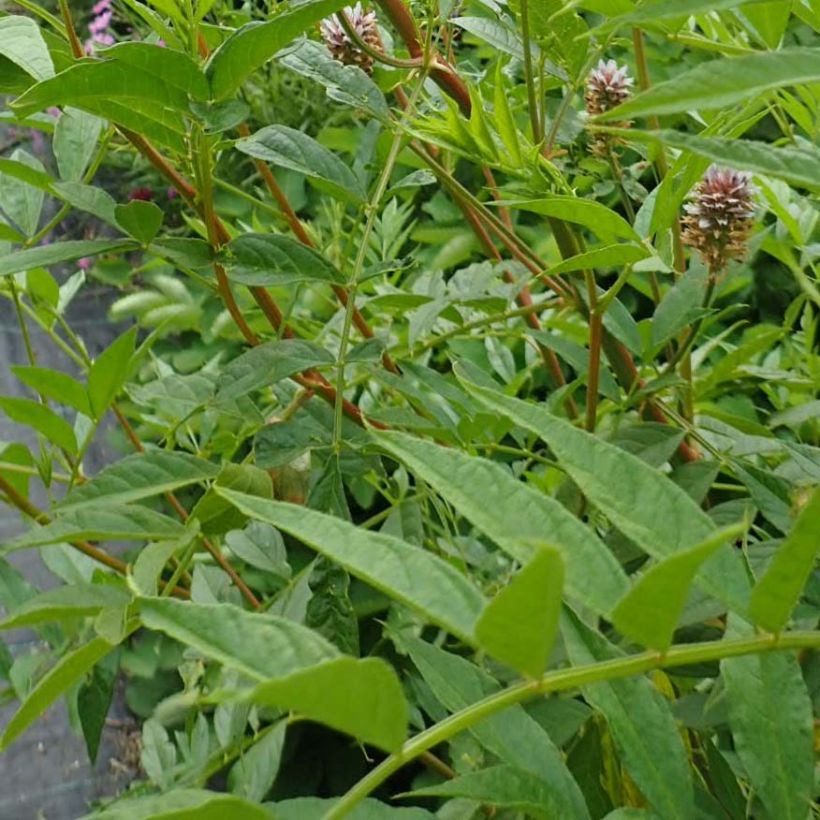 Glycyrrhiza yunnanensis (Fogliame)