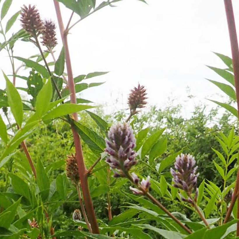 Glycyrrhiza yunnanensis (Fioritura)