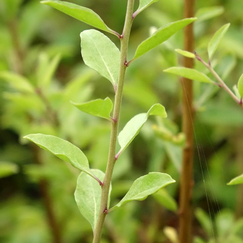 Lycium barbarum Instant Success - Goji (Fogliame)