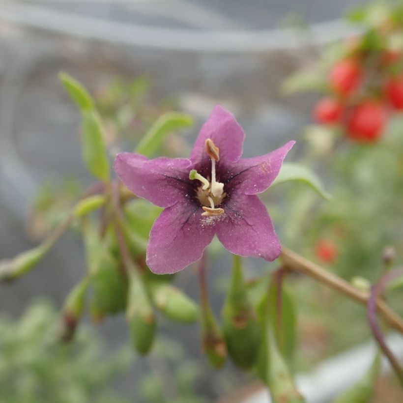 Lycium barbarum Gojidelys - Goji (Fioritura)