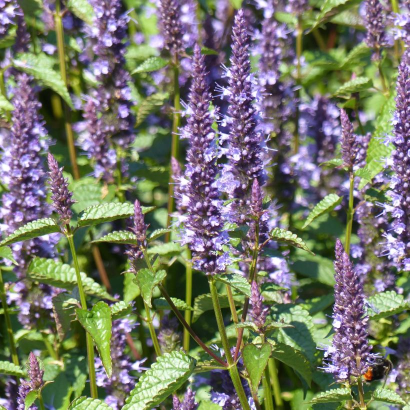 Agastache Astello Indigo (Fioritura)