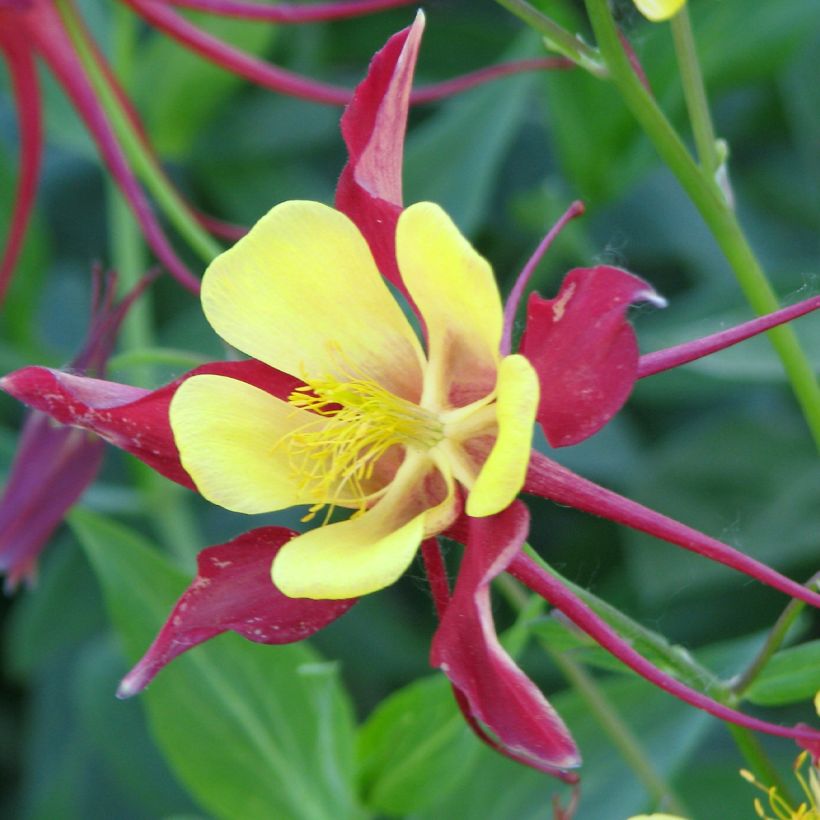 Aquilegia Firecracker (Fioritura)