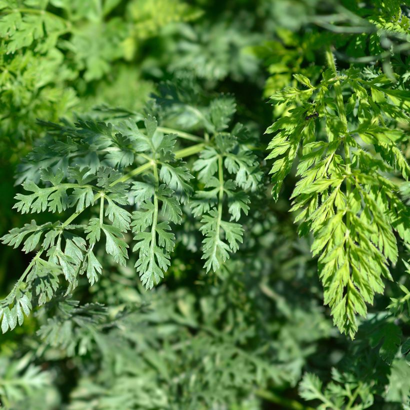 Daucus carota - Carota selvatica (Fogliame)