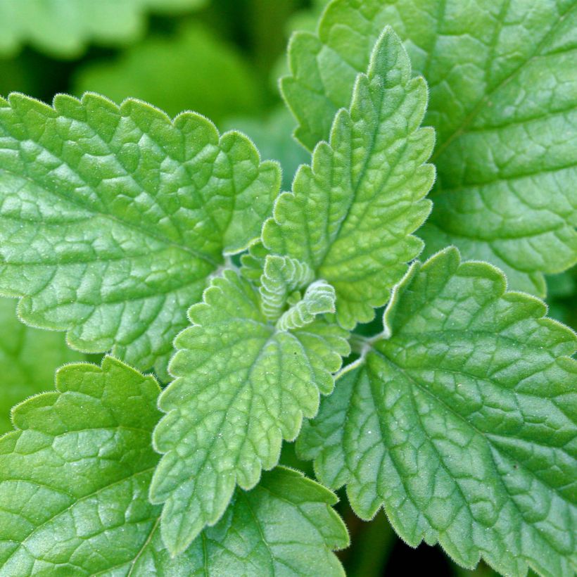 Nepeta cataria - Erba gatta (Fogliame)