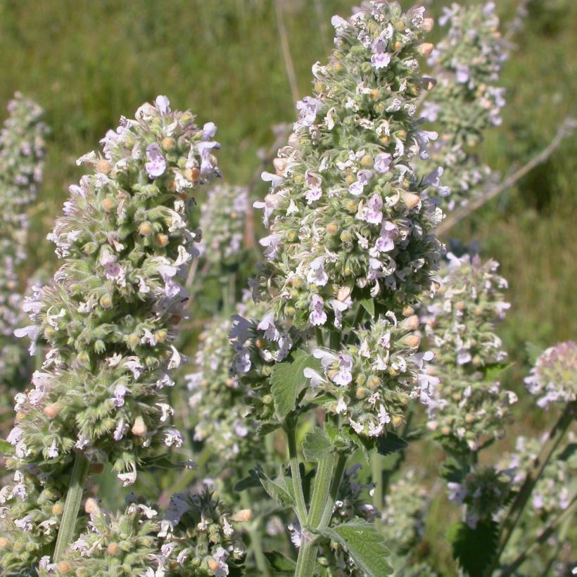 Nepeta cataria - Erba gatta (Fioritura)