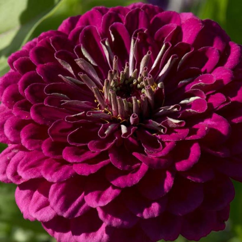 Zinnia Purple Prince (Fioritura)