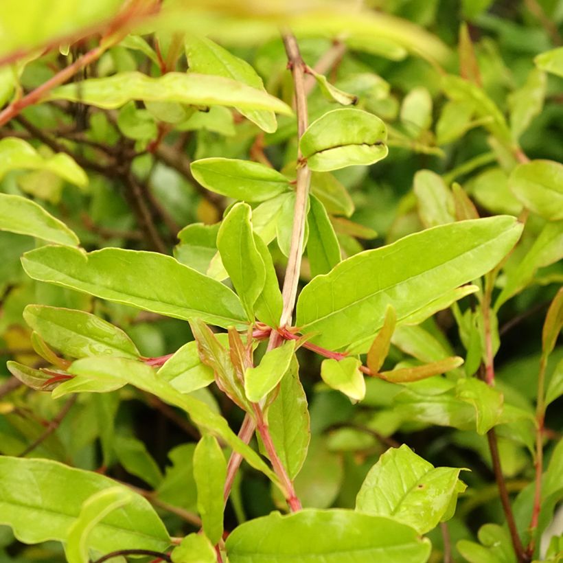 Melograno Mollar de Elche - Punica granatum (Fogliame)