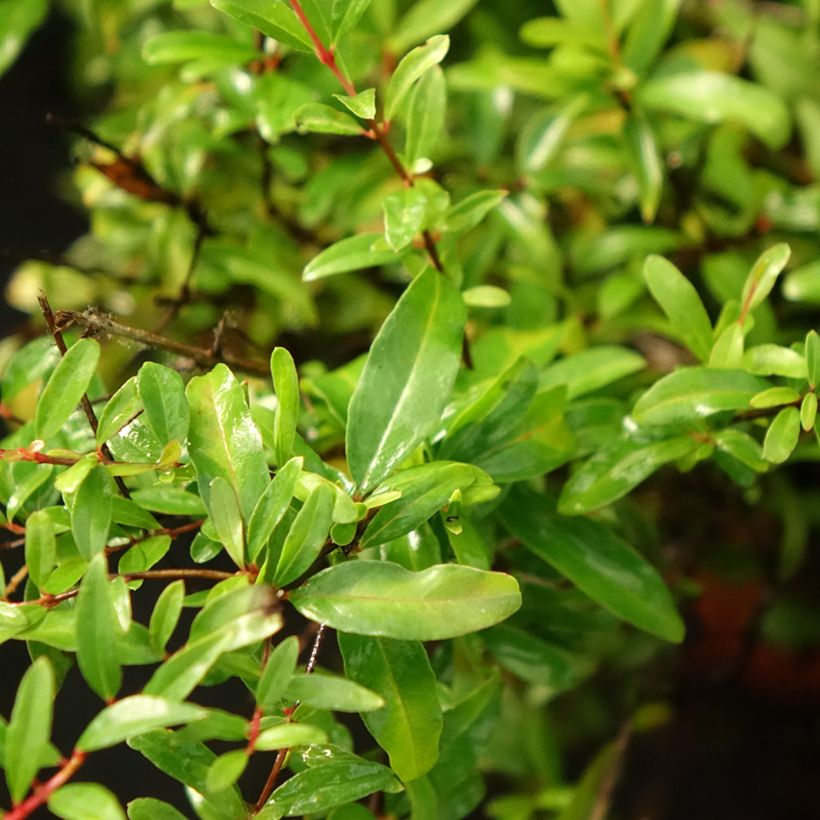 Melograno Chico - Punica granatum (Fogliame)