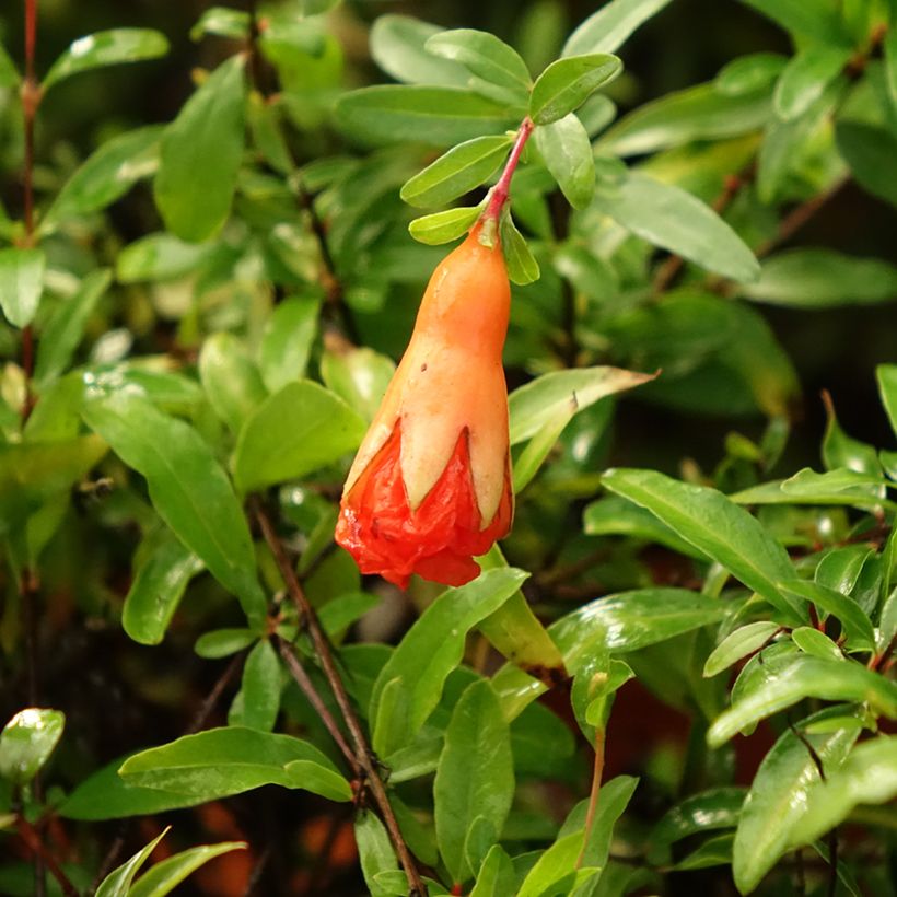 Melograno Chico - Punica granatum (Fioritura)