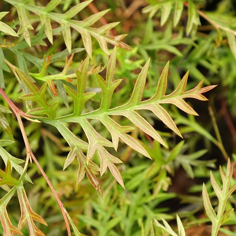 Grevillea Bronze Rambler (Fogliame)