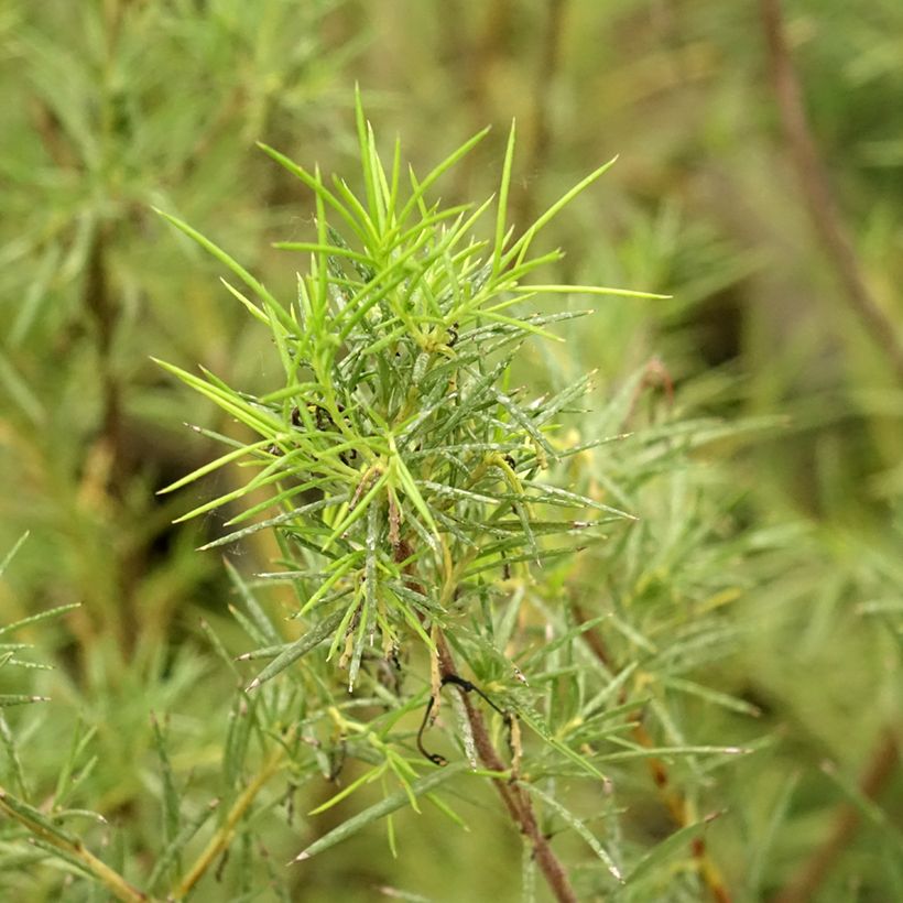 Grevillea gracilis Alba (Fogliame)