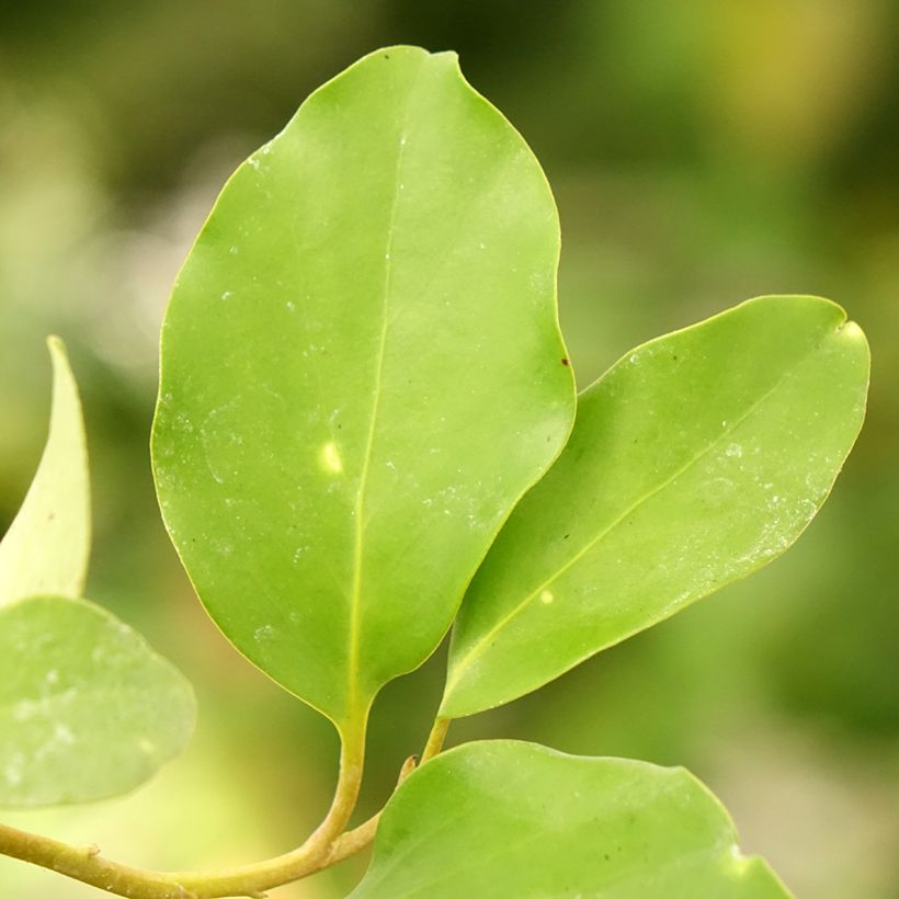 Griselinia lucida (Fogliame)