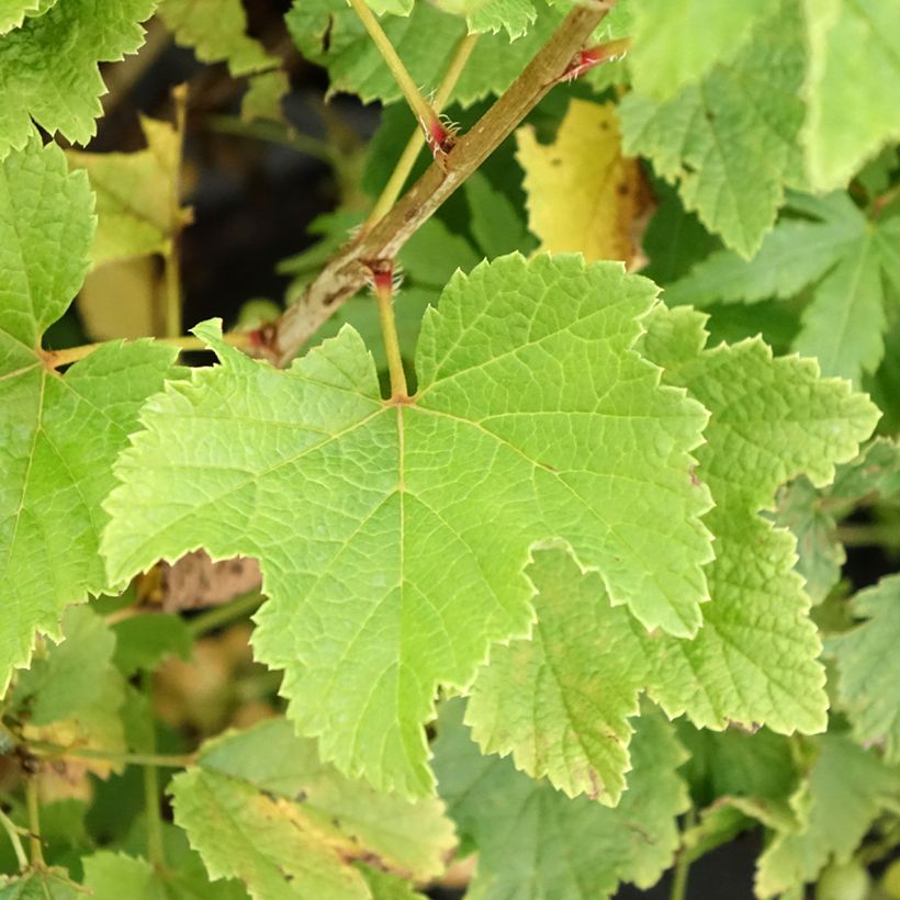 Ribes bianco Blanka (Fogliame)