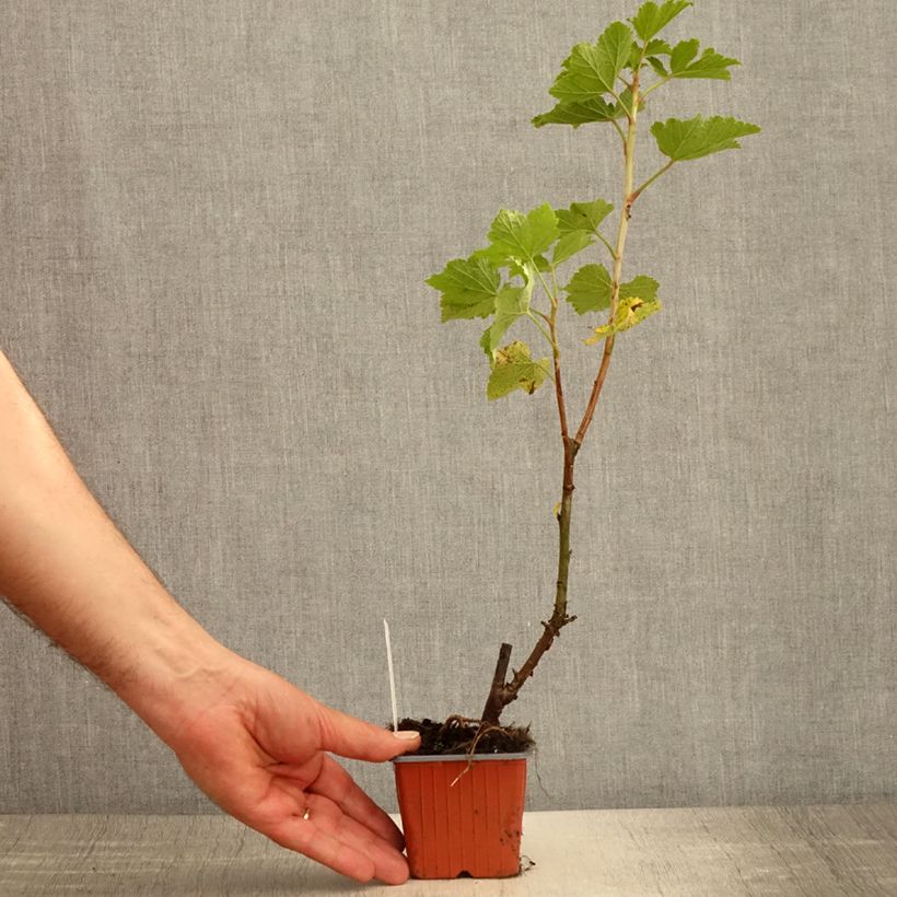 Groseillier à grappes blanches Zitavia - Godet de 8/9 cm esemplare consegnato in primavera