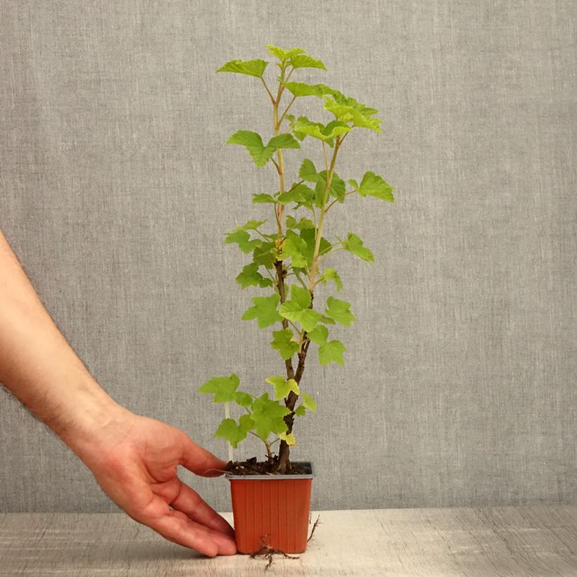 Groseillier à grappes Jonkheer van Tets - Godet de 8/9 cm esemplare consegnato in primavera