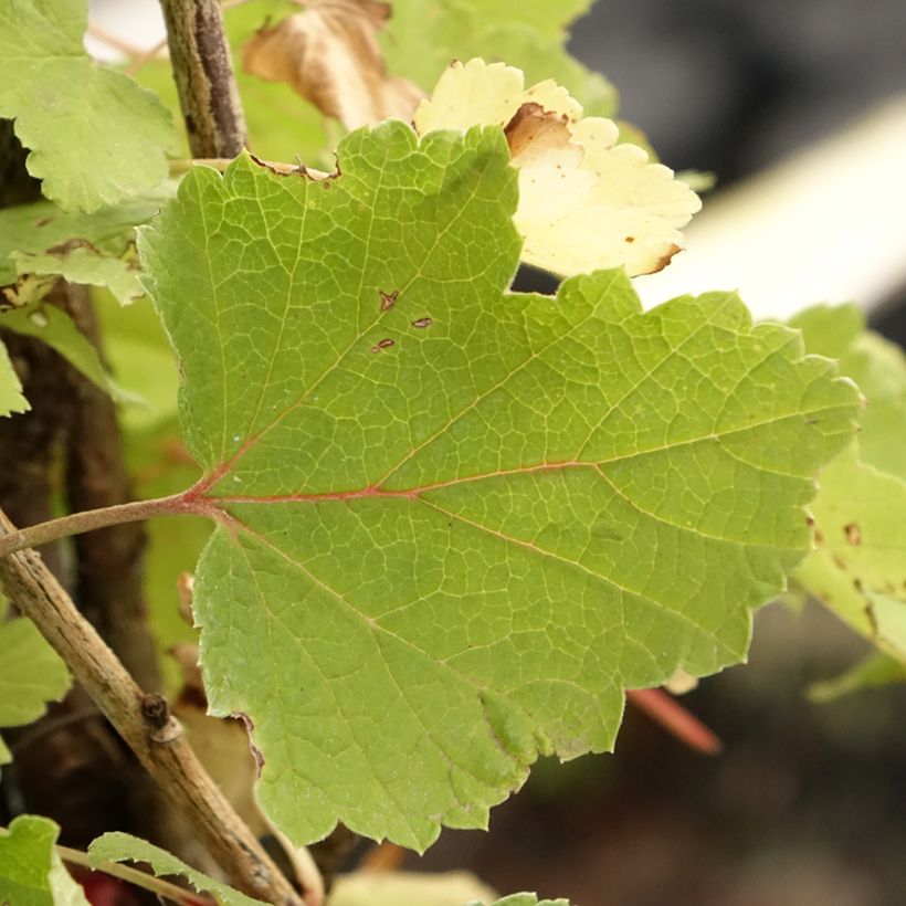 Ribes rosso Rolan (Fogliame)