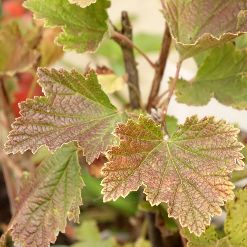 Ribes rosso Delbard Giganta Bosron (Fogliame)