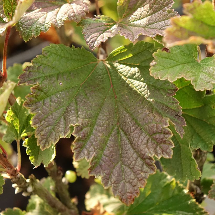 Ribes rosso Première Groseille Raisin deltir (Fogliame)