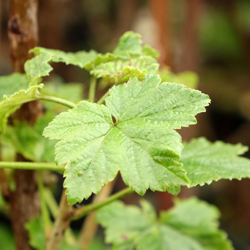 Ribes rosso Versaillaise (Fogliame)