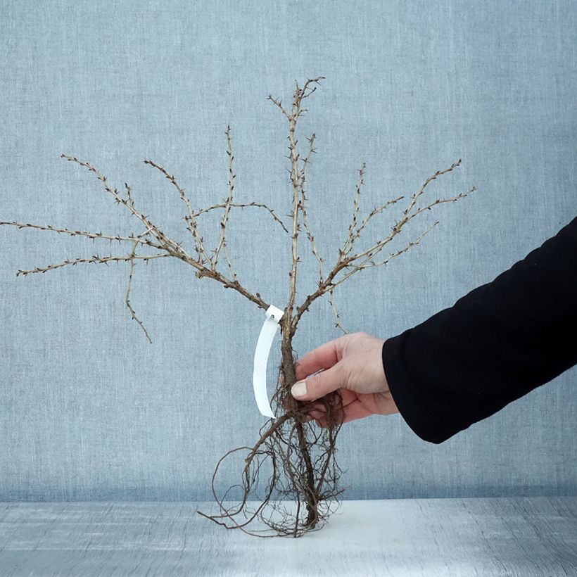 Groseillier à maquereau Invicta - Ribes uva crispa en racines nues esemplare consegnato in inverno