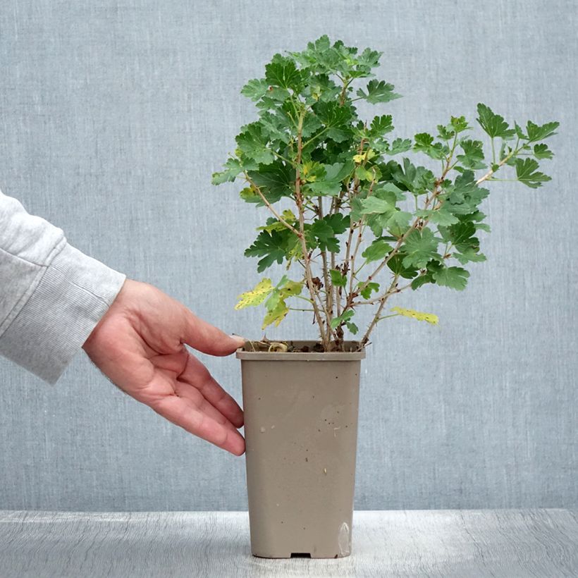 Esemplare di Groseillier à maquereaux Crispa Nibbling - Pot de 1,5L/2L consegnato in estate