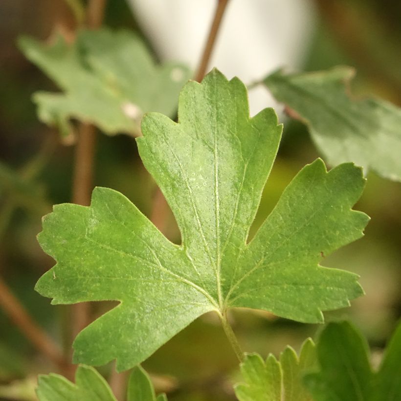 Uva-spina Solemio Crispa (Fogliame)