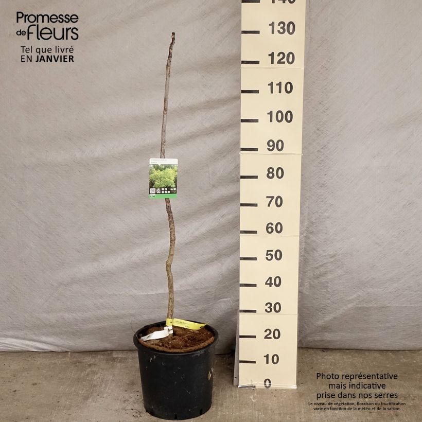 Gymnocladus dioica - Chicot du Canada en pot de 12L/15L esemplare consegnato in inverno