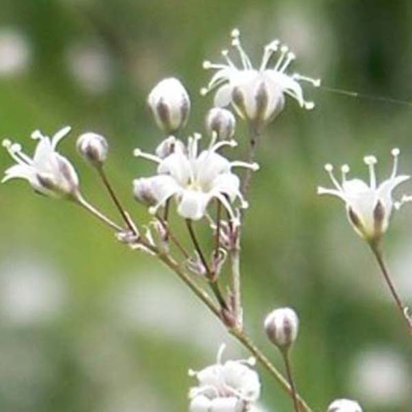 Gypsophila paniculata White Festival (Fioritura)