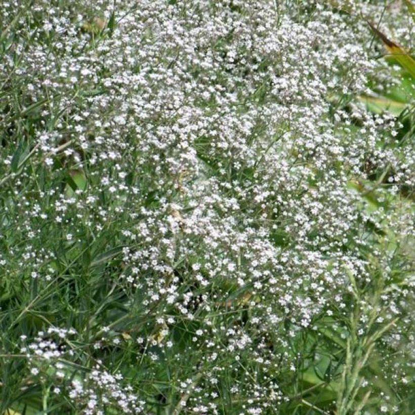 Gypsophila paniculata White Festival (Porto)