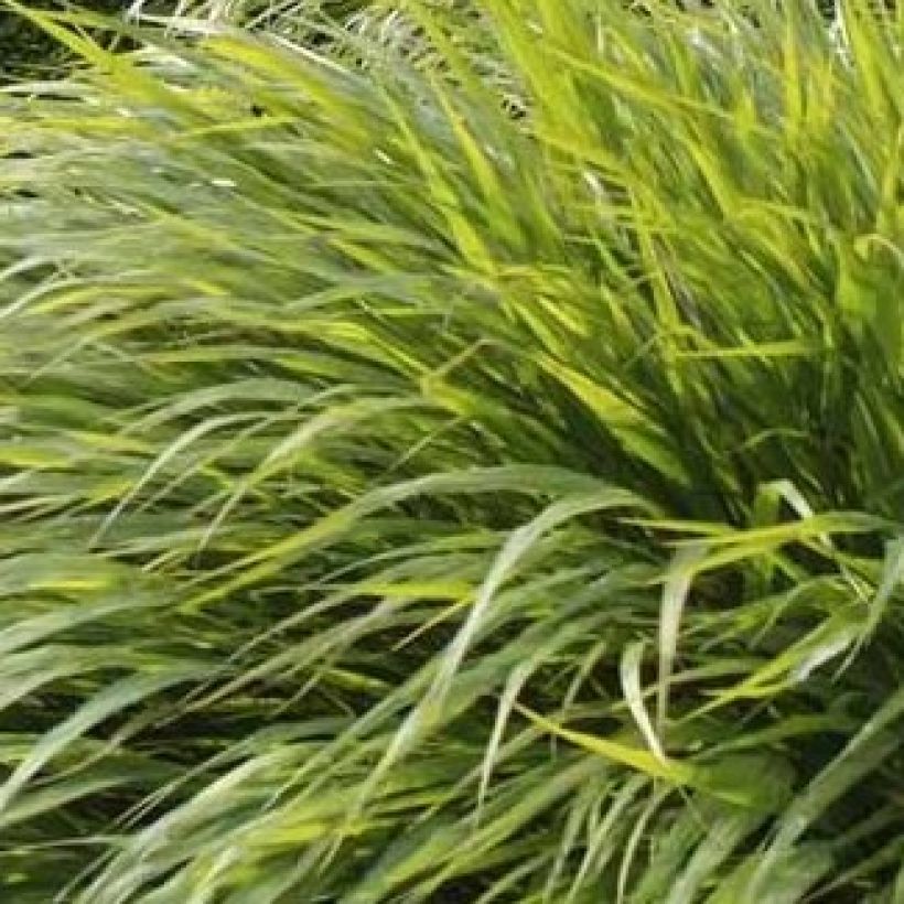 Hakonechloa macra - Erba della foresta giapponese (Fogliame)