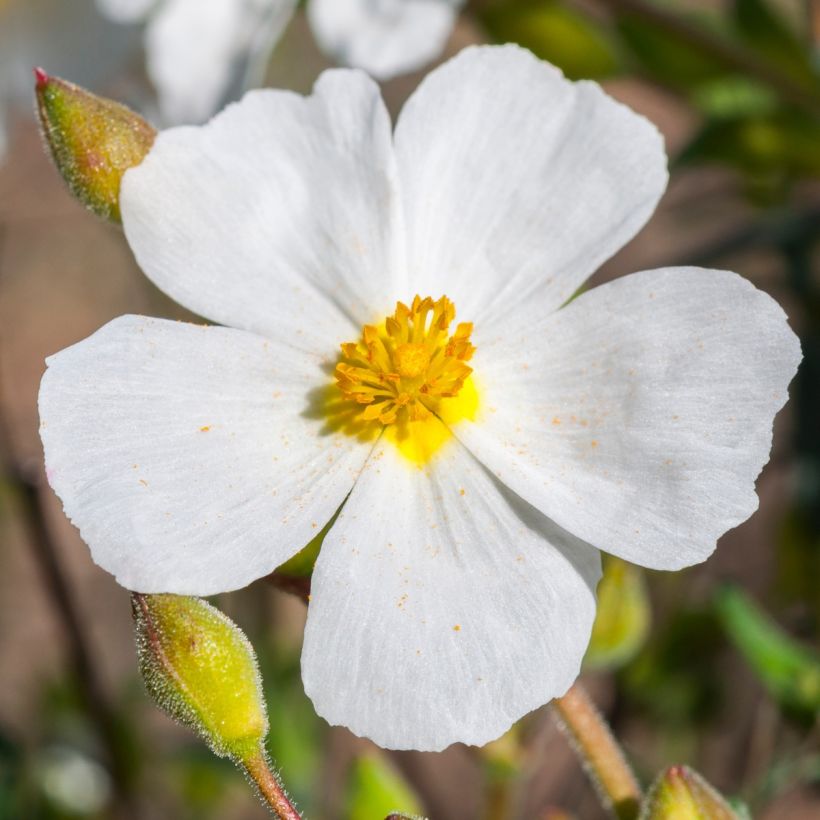 Halimium umbellatum April Snow (Fioritura)