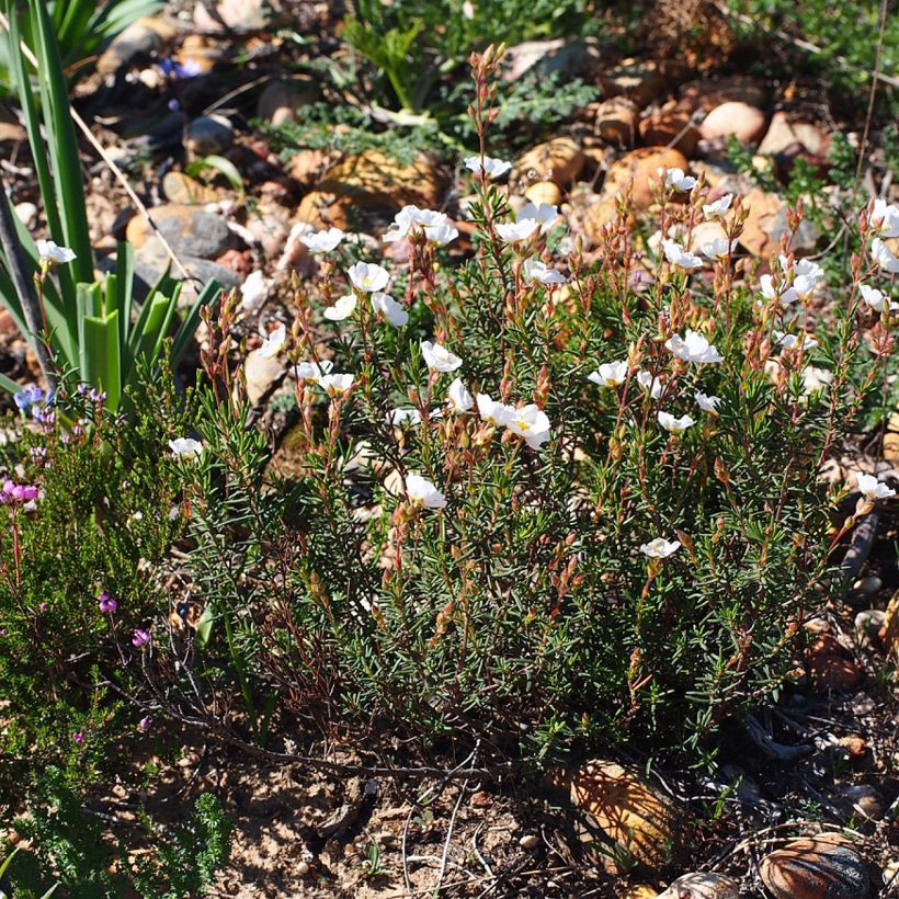 Halimium umbellatum April Snow (Porto)