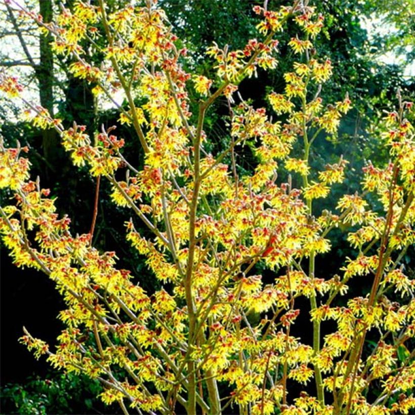 Hamamelis intermedia Arnold Promise - Amamelide (Porto)