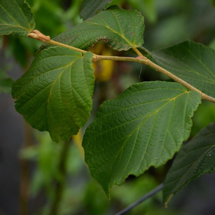 Hamamelis intermedia Diane - Amamelide (Fogliame)