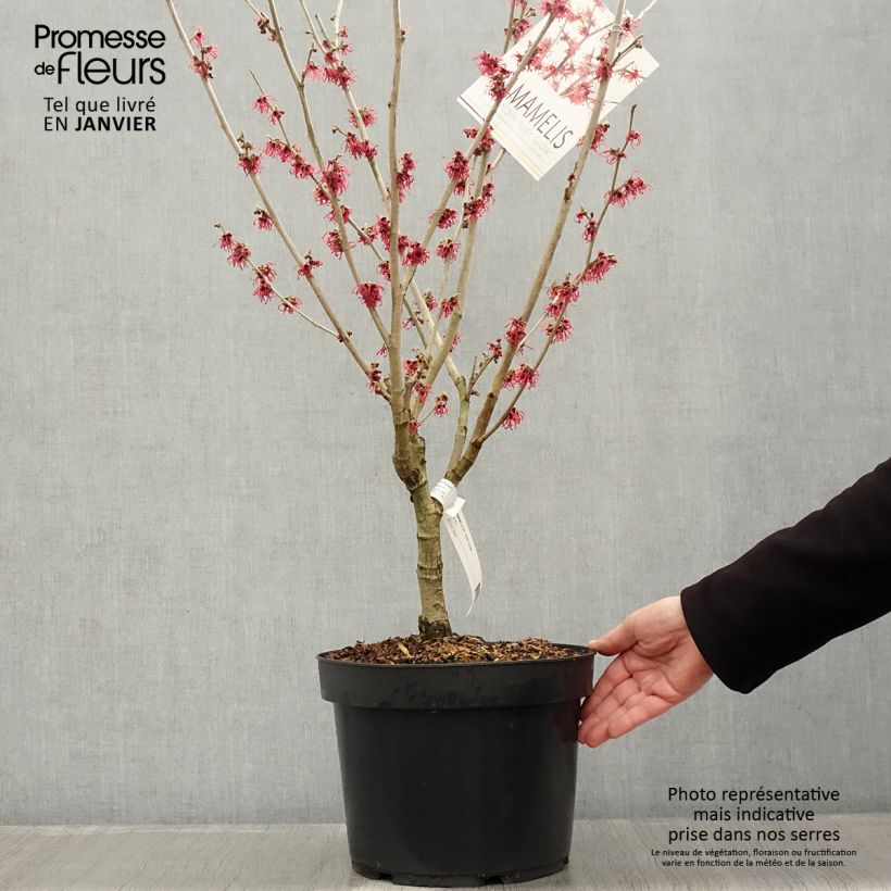 Hamamelis Intermedia Ruby Glow en pot de 6L esemplare consegnato in inverno