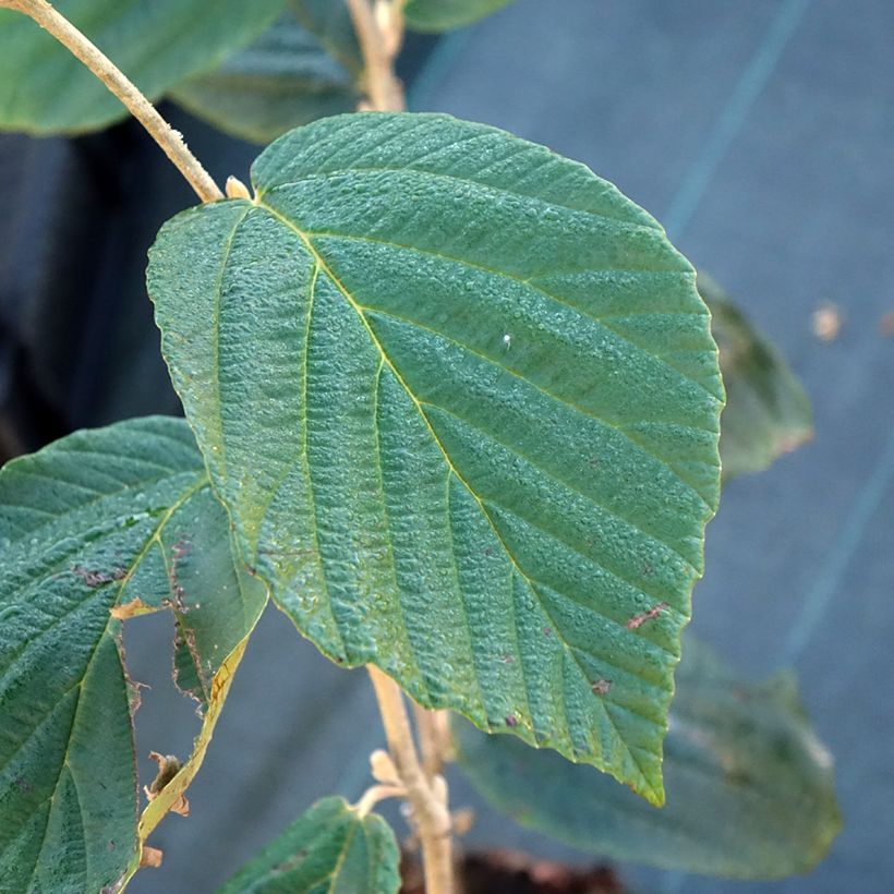 Hamamelis intermedia Barmstedt Gold - Amamelide (Fogliame)