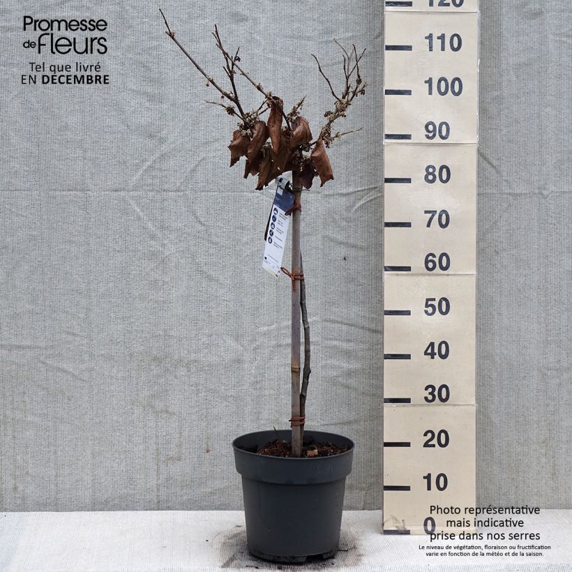 Hamamelis (x) intermedia Rubin - Noisetier de sorcière  - Pot de 7,5L/10L esemplare consegnato in inverno