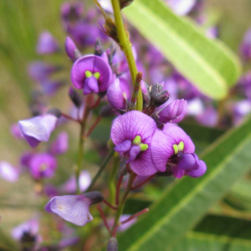 Hardenbergia violacea (Fioritura)