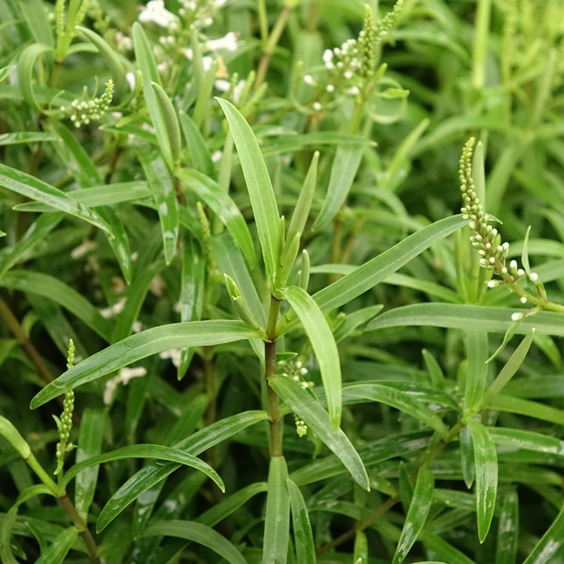 Veronica Kirkii - Hebe (Fogliame)