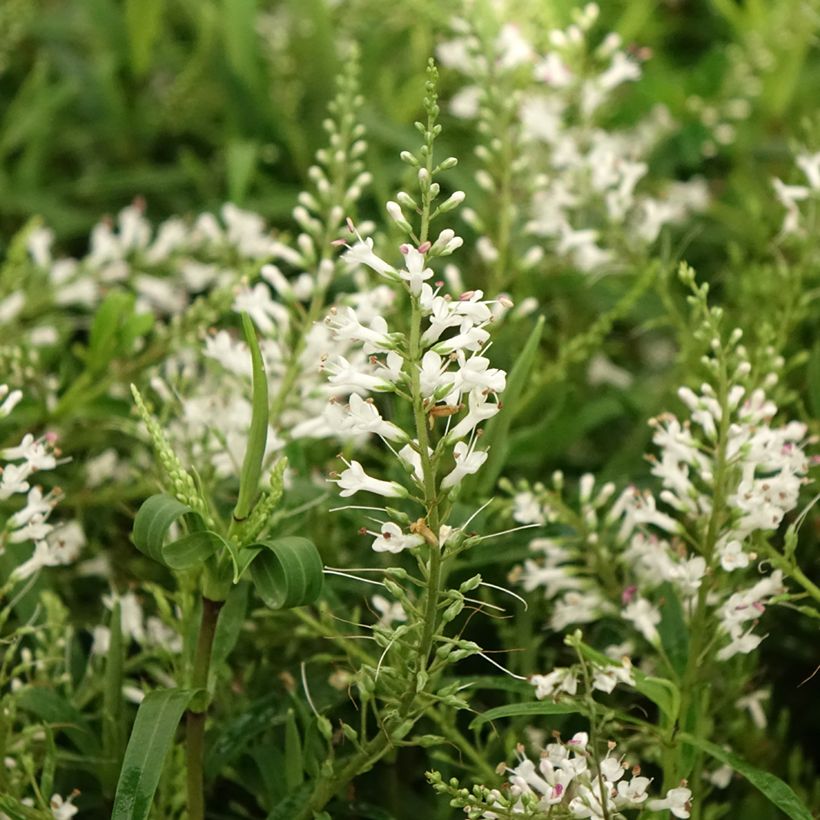 Veronica Kirkii - Hebe (Fioritura)