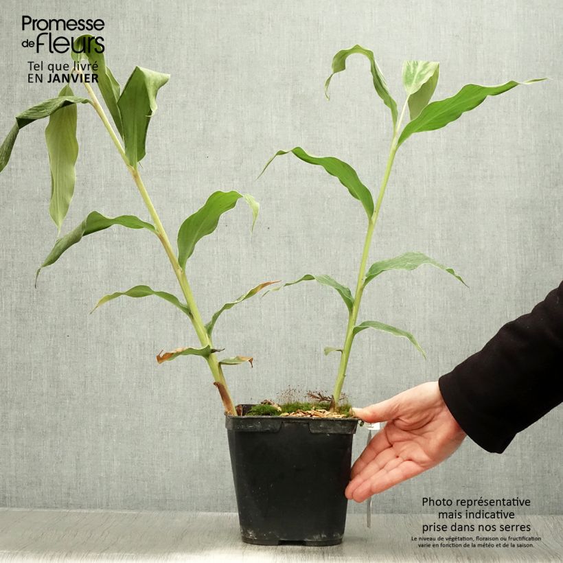 Hedychium gardnerianum - Longose en pot  Pot de 3L/4L esemplare consegnato in inverno