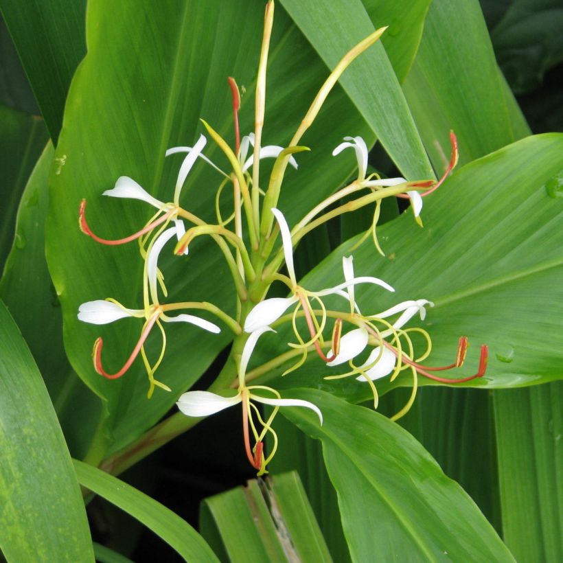 Hedychium spicatum (Fioritura)