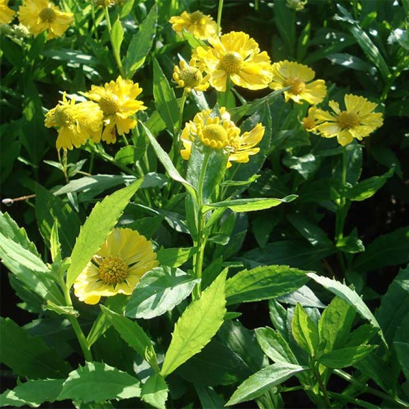 Helenium Double Trouble (Porto)